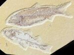 Multiple Knightia Fossil Fish Plate - x #42427-2